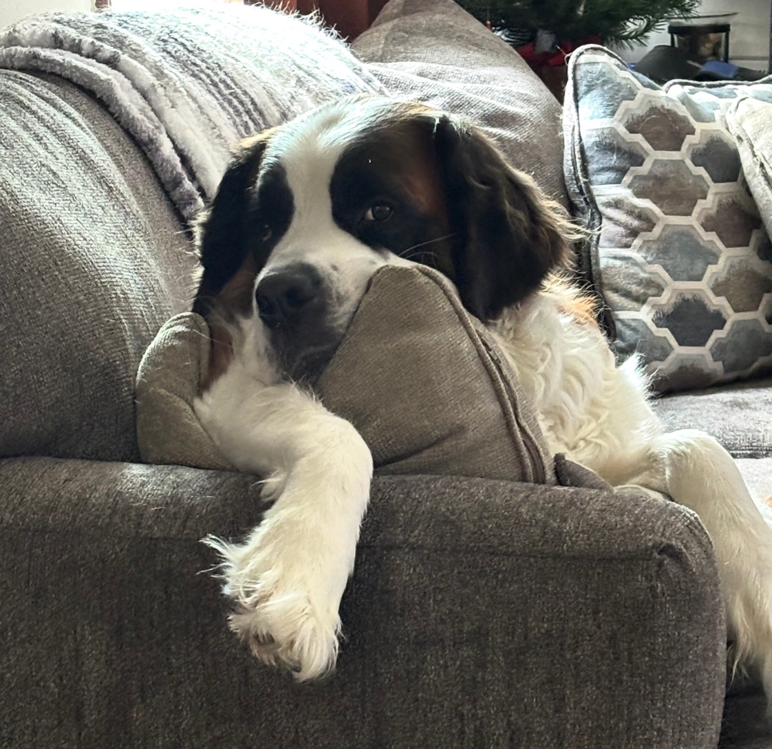 lazy dog on couch