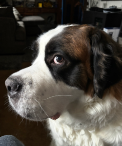 Big dog looking funny