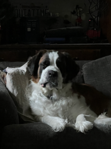 grumpy saint bernard