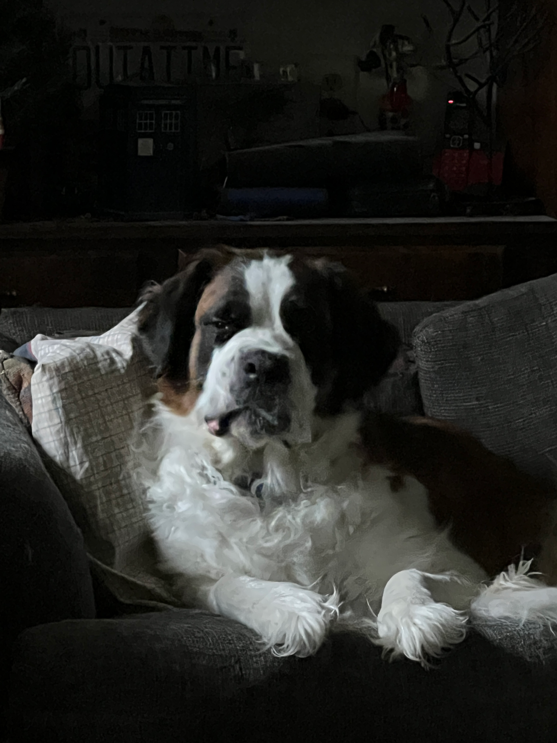 Saint Bernard grumpy big dog