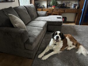 Laying down saint bernard