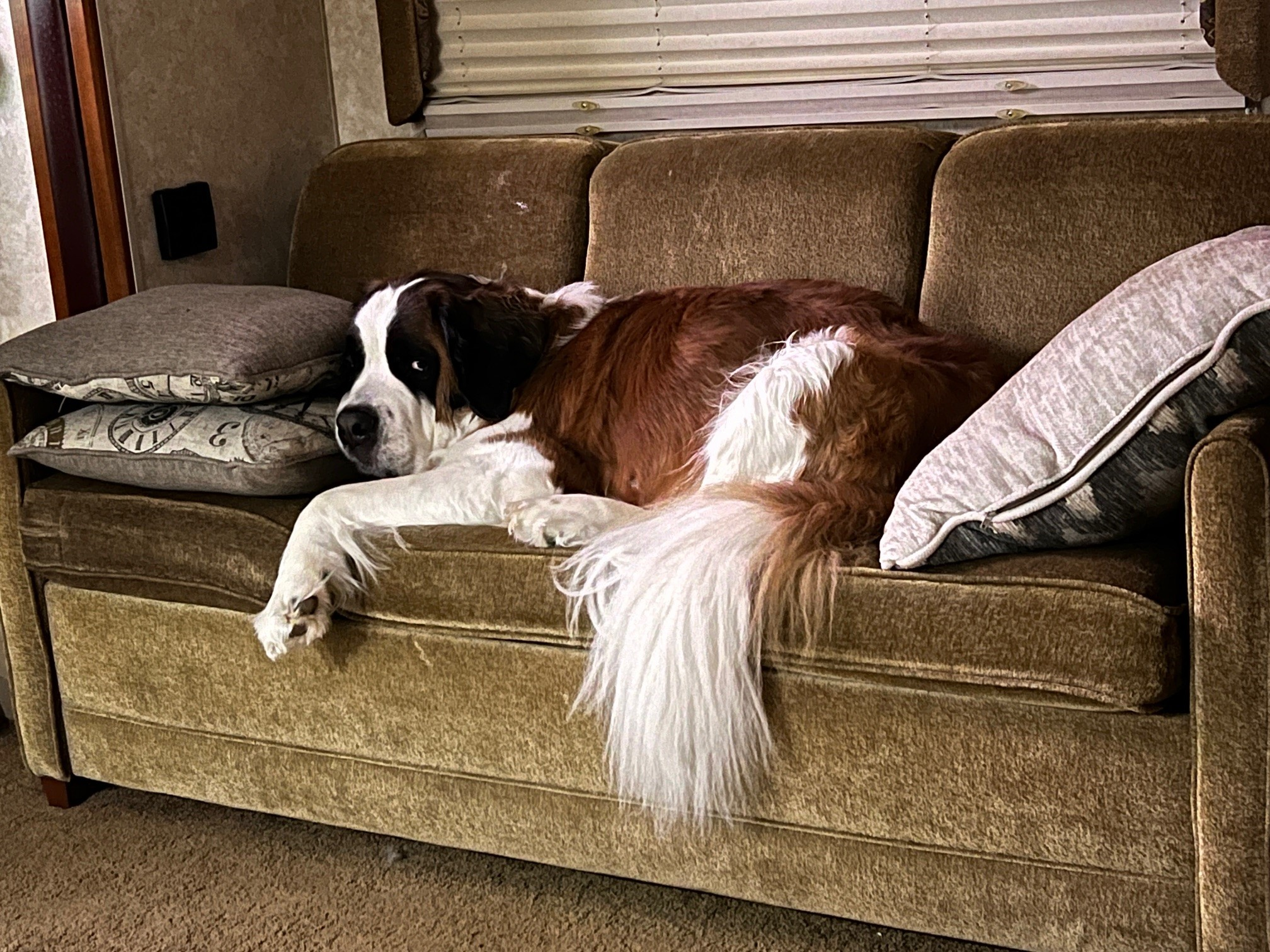 Big dog laying on a couch